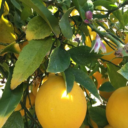 Hotel Lemon Tree Donji Seget Exteriér fotografie