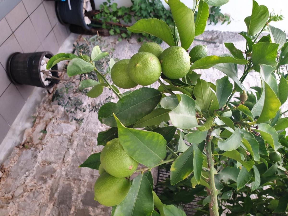 Hotel Lemon Tree Donji Seget Exteriér fotografie