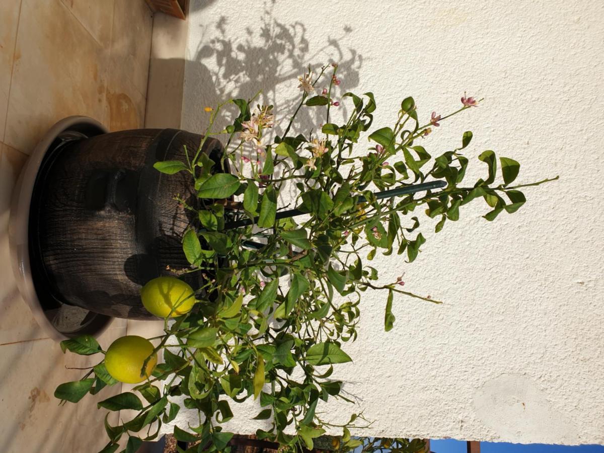 Hotel Lemon Tree Donji Seget Exteriér fotografie